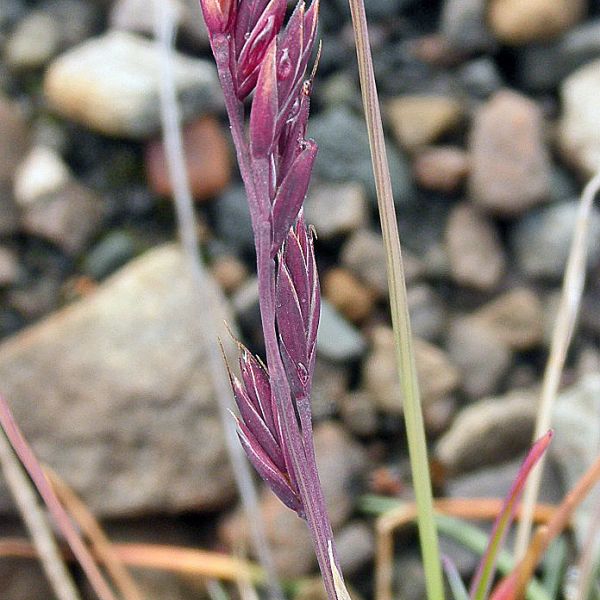 Festuca edlundiae Svalbard Longyearbyen 2014 3 A.Elven b